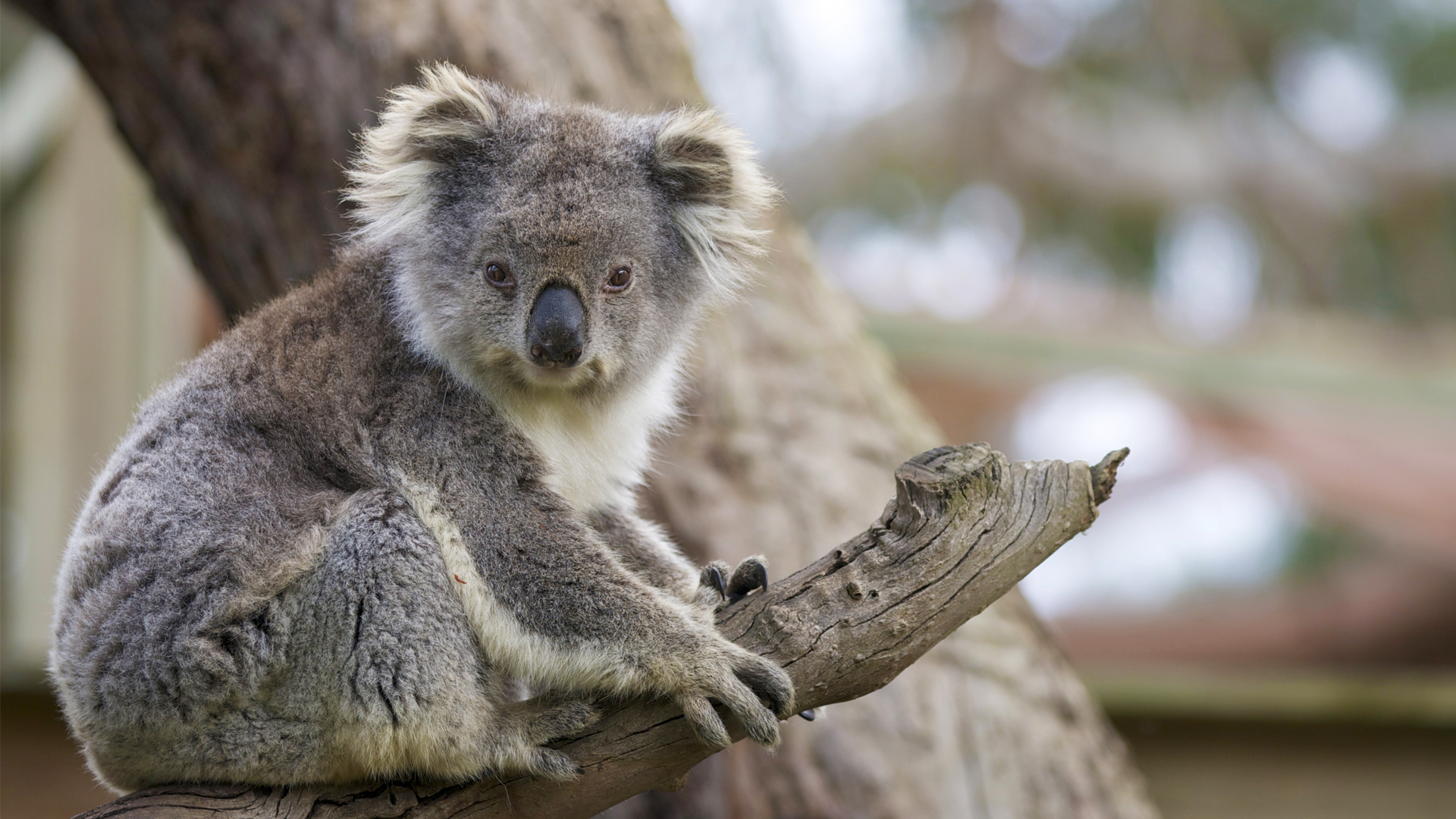 dog that looks like koala bear